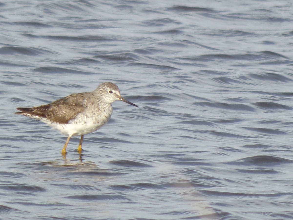 Lesser Yellowlegs - ML487152151