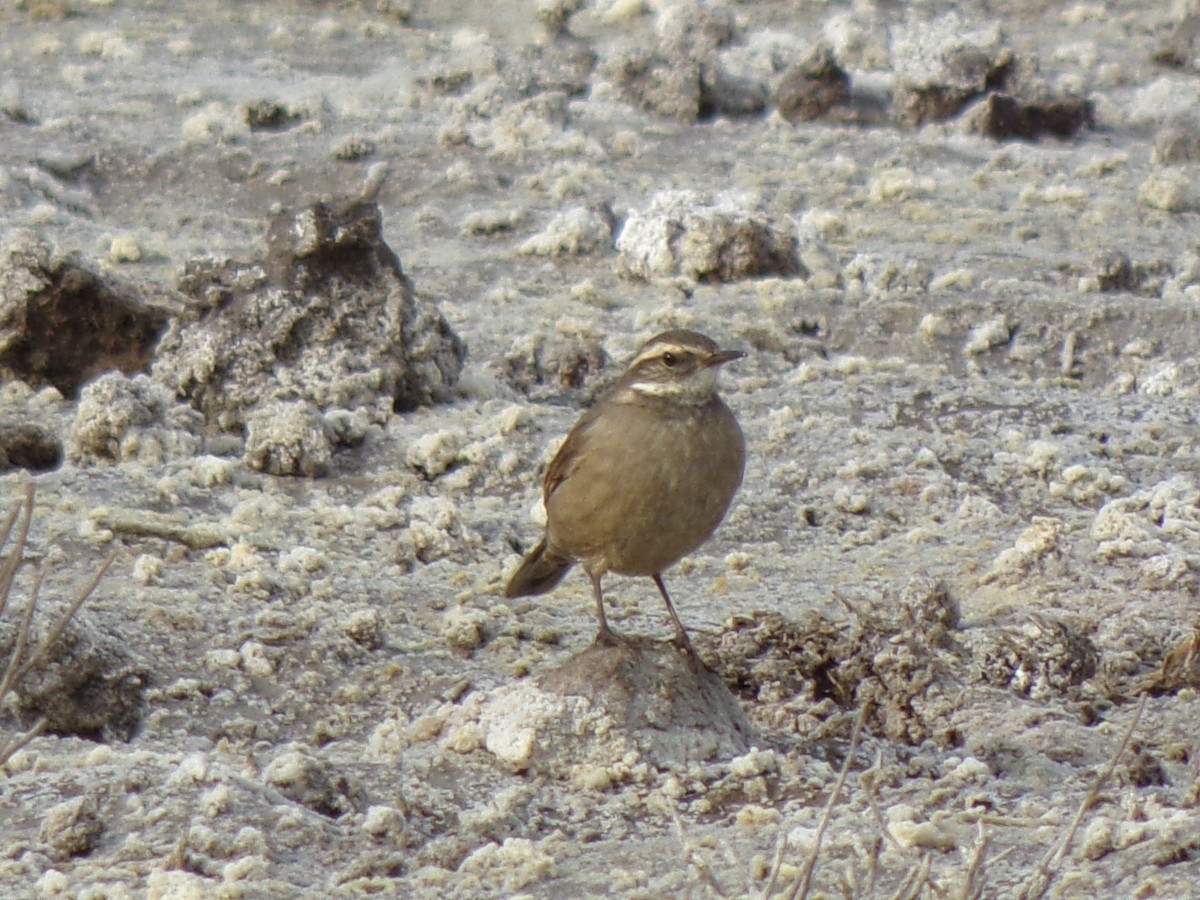 Buff-winged Cinclodes - ML487152251