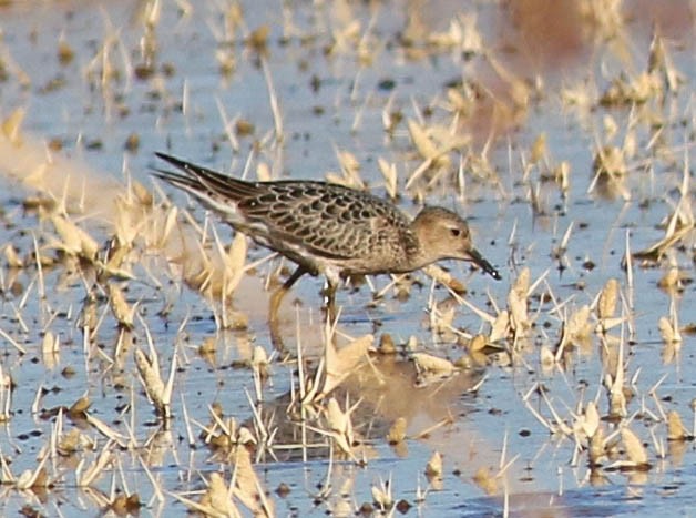 Buff-breasted Sandpiper - ML487152321