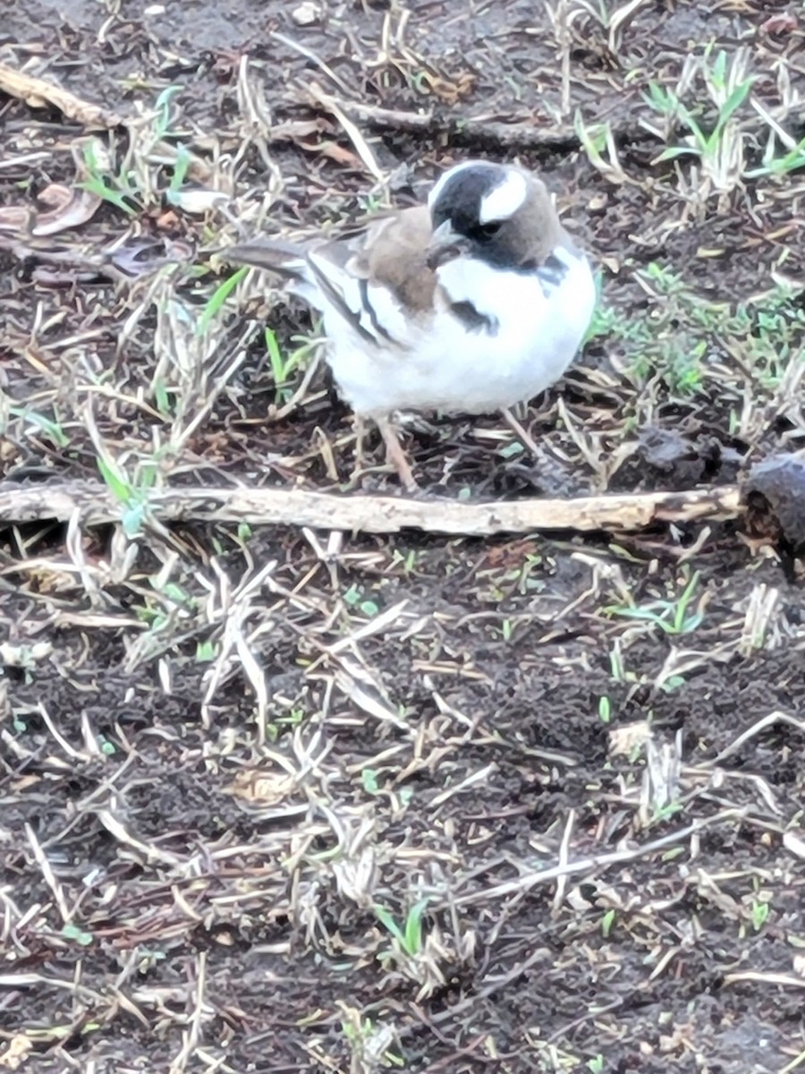 White-browed Sparrow-Weaver - Dawn Nowlin