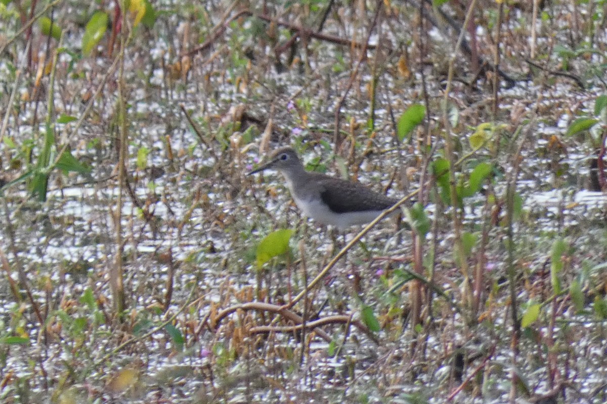 Solitary Sandpiper - ML487153721