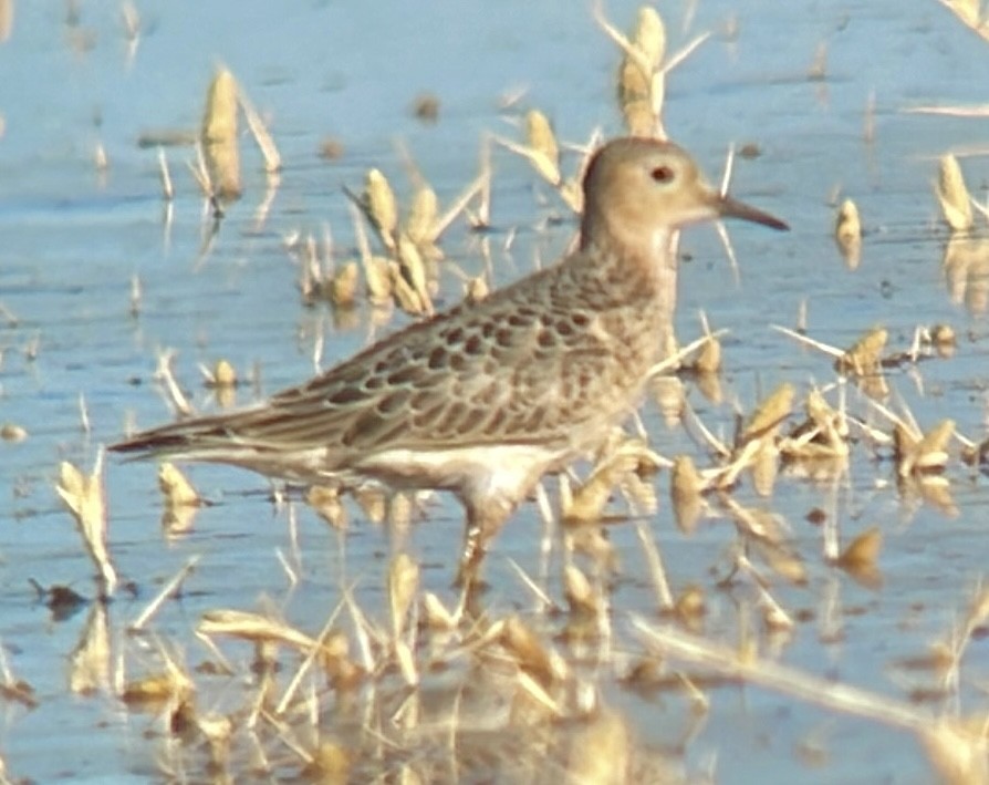 Buff-breasted Sandpiper - ML487153951