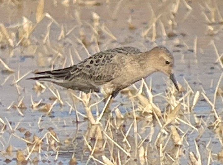 Buff-breasted Sandpiper - ML487153961