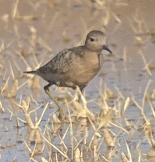 Buff-breasted Sandpiper - ML487154001