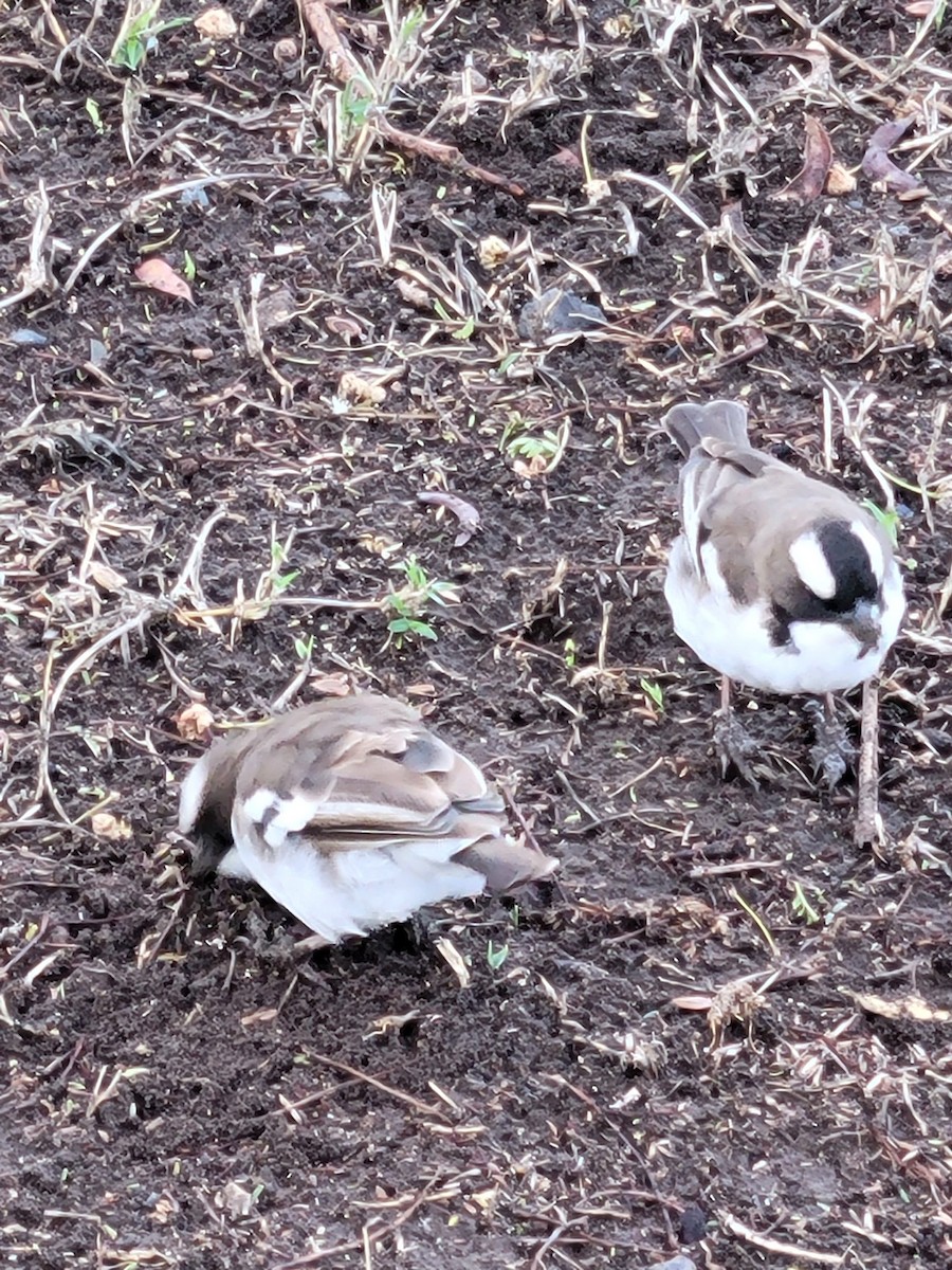 White-browed Sparrow-Weaver - Dawn Nowlin