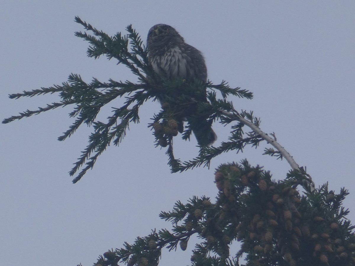 Northern Pygmy-Owl - ML487154271