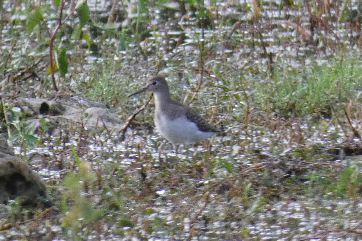 Solitary Sandpiper - ML487154931