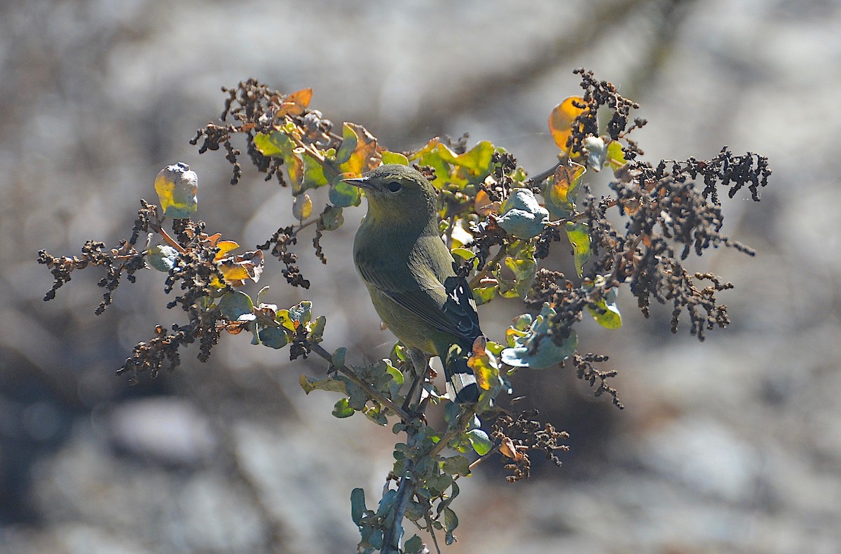 Orange-crowned Warbler - ML487155791