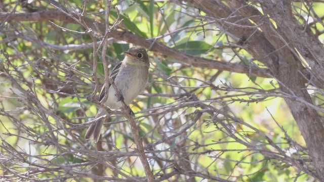 Least Flycatcher - ML487156071