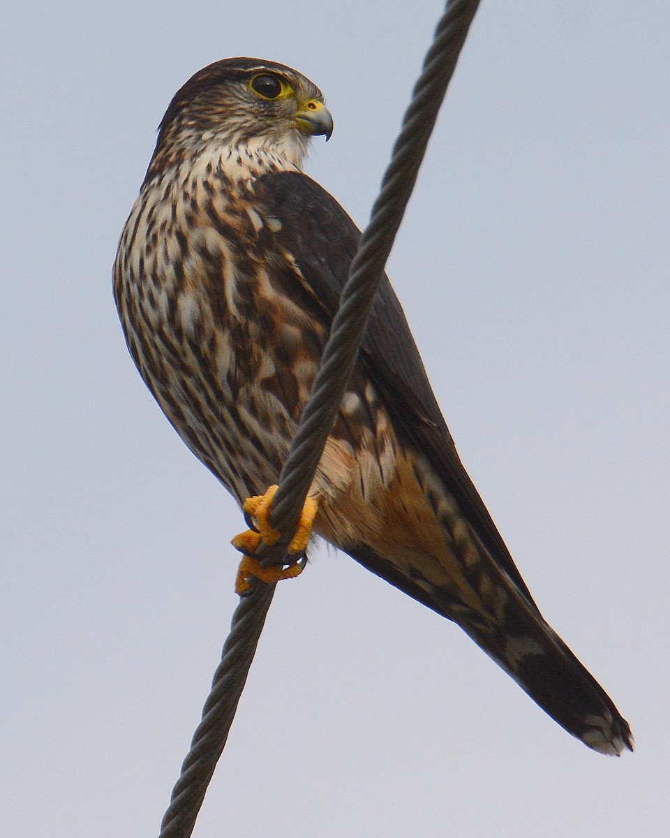 Merlin - Richard Merrigan