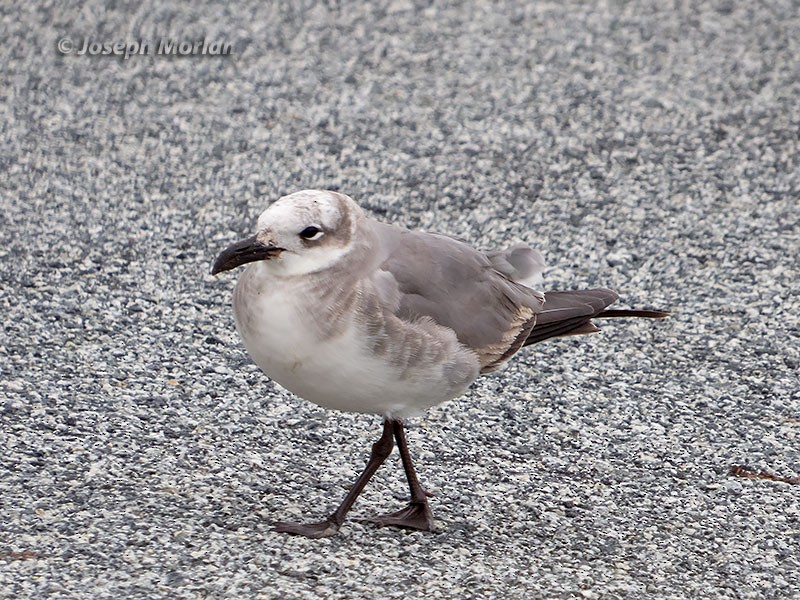 Laughing Gull - ML48715691