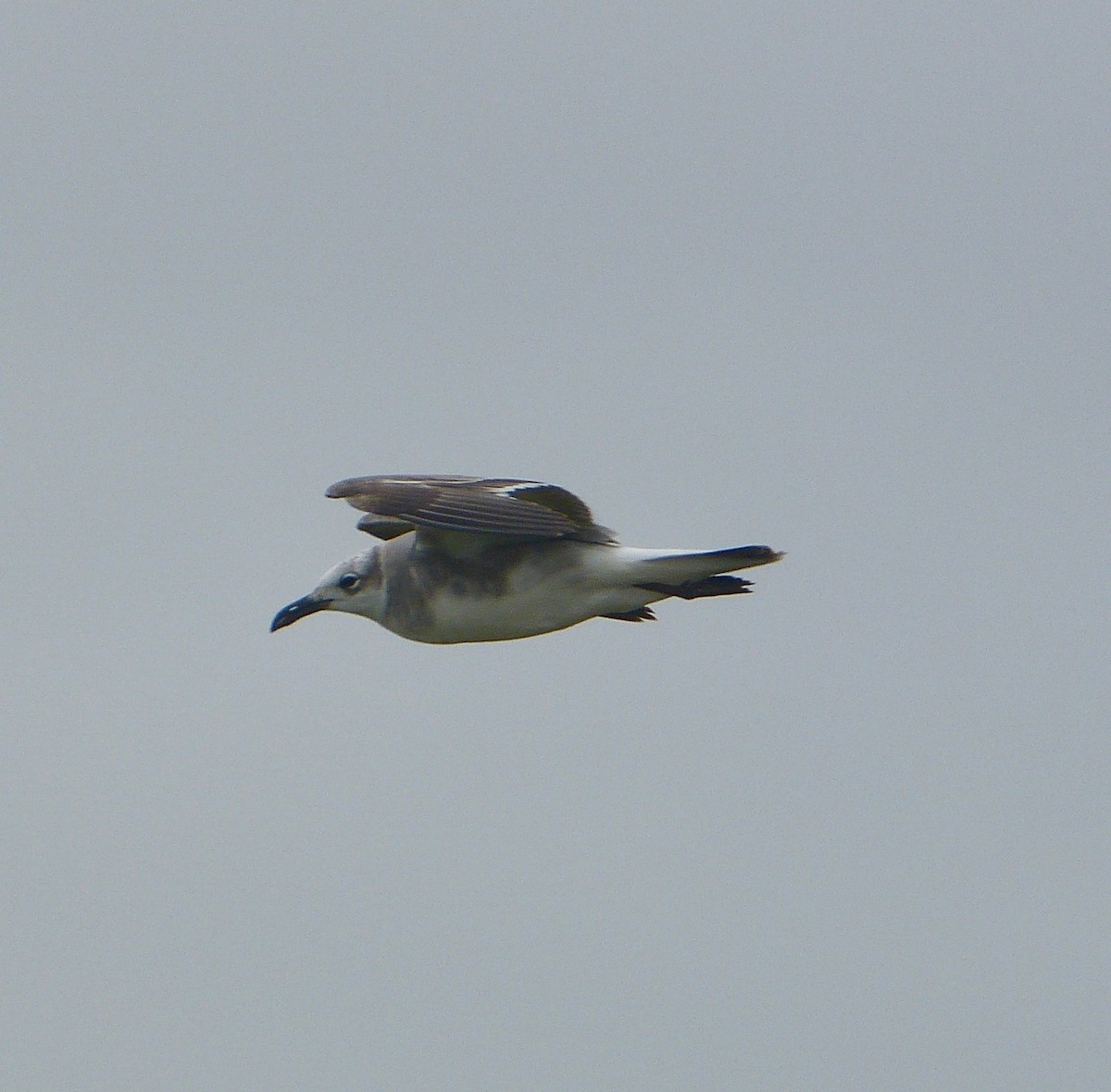 Laughing Gull - ML48715741