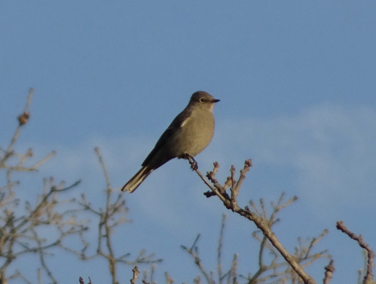 Townsend's Solitaire - ML48715871