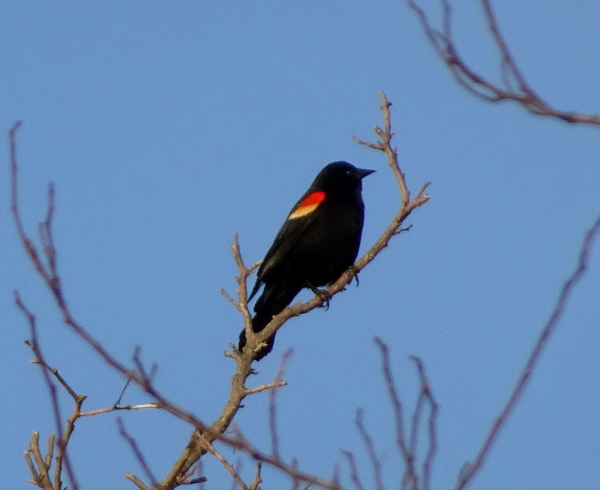 Red-winged Blackbird - ML48715921