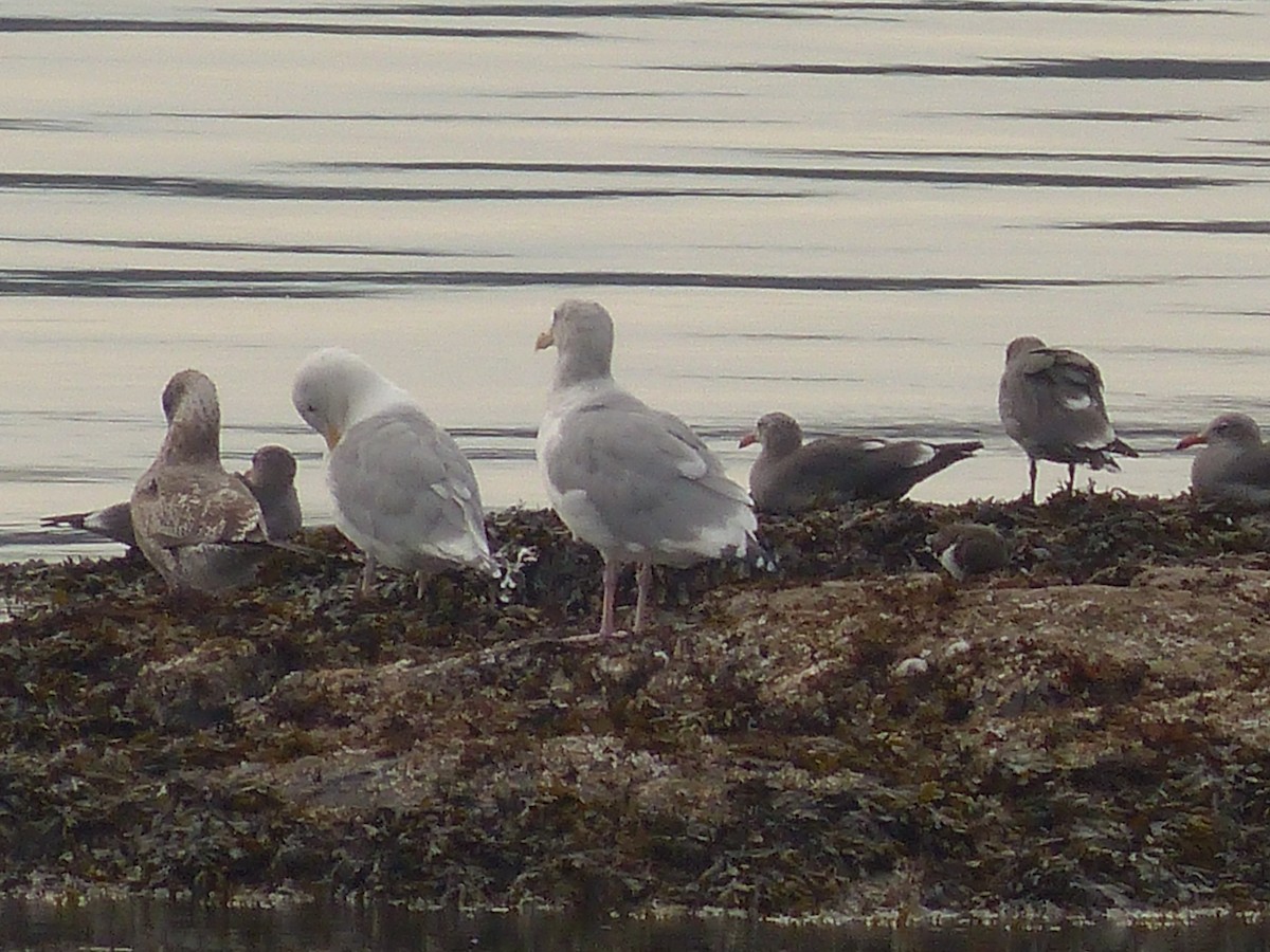 Heermann's Gull - ML487159781