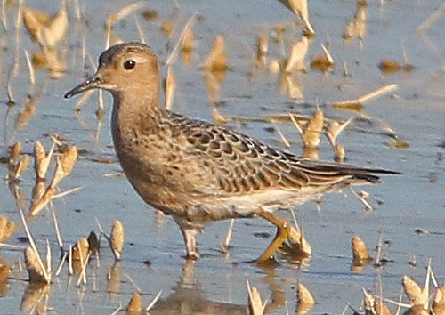 Buff-breasted Sandpiper - ML487160441