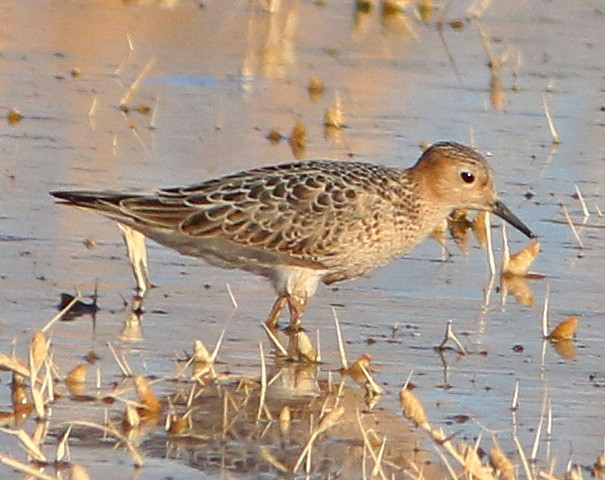 Buff-breasted Sandpiper - ML487160671