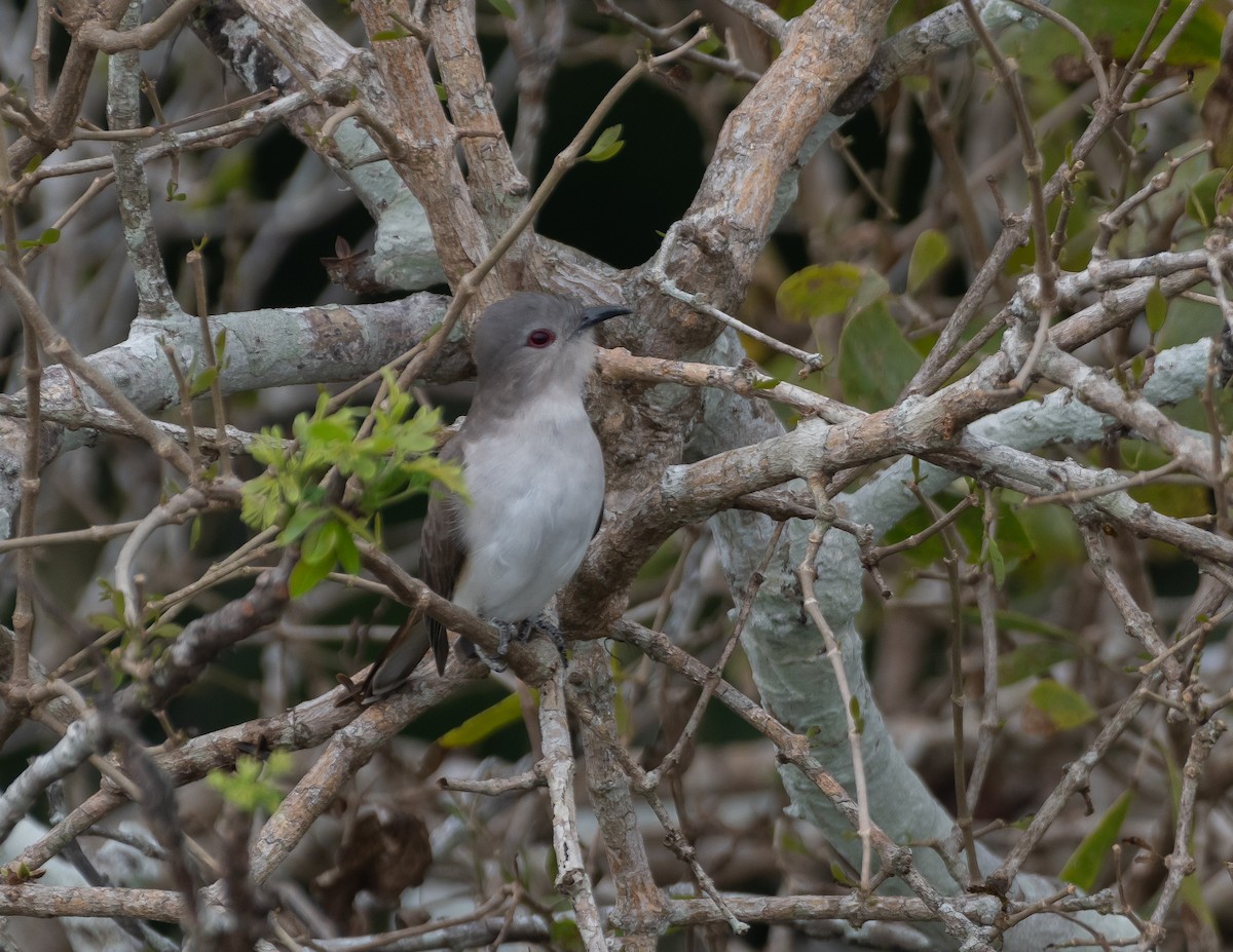 Ash-colored Cuckoo - ML487161101