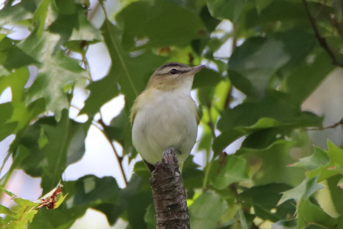 Red-eyed Vireo - ML487161871