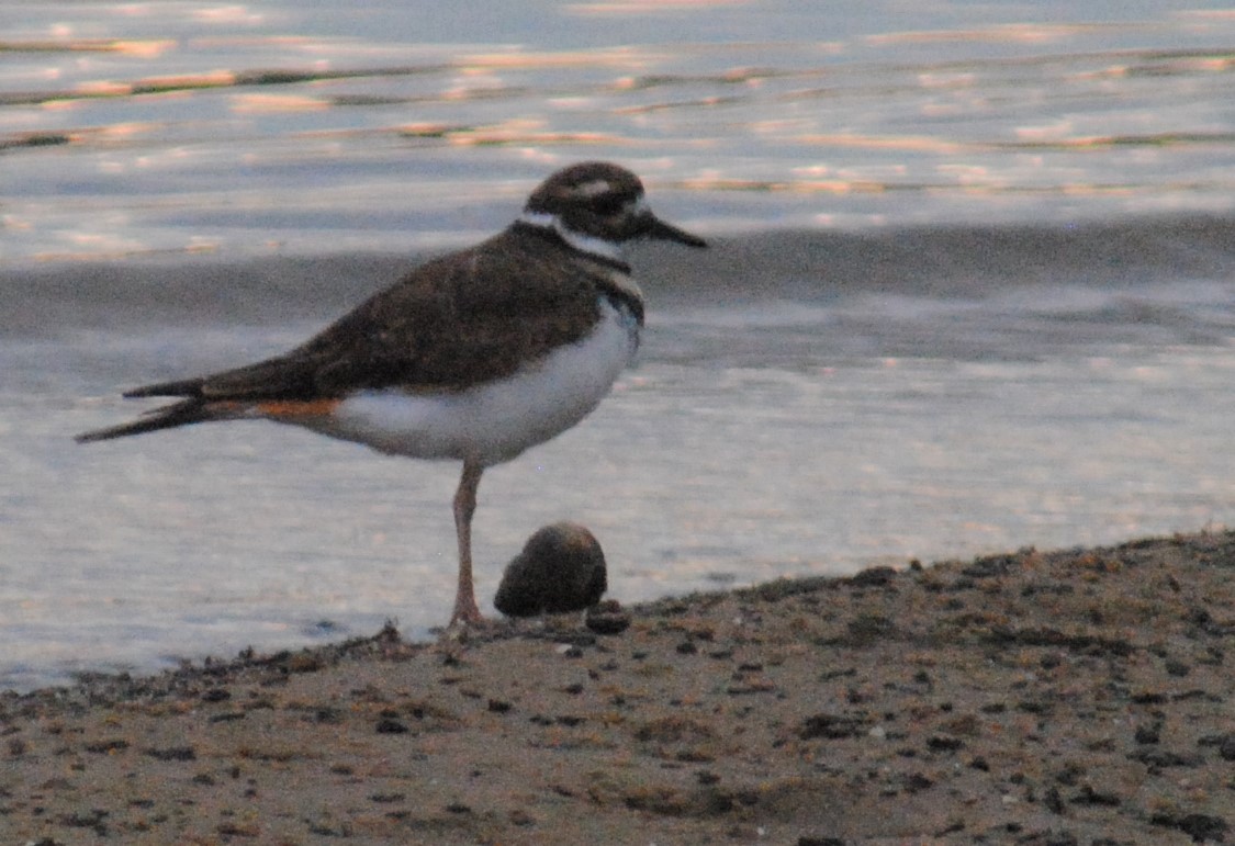 Killdeer - ML487161901