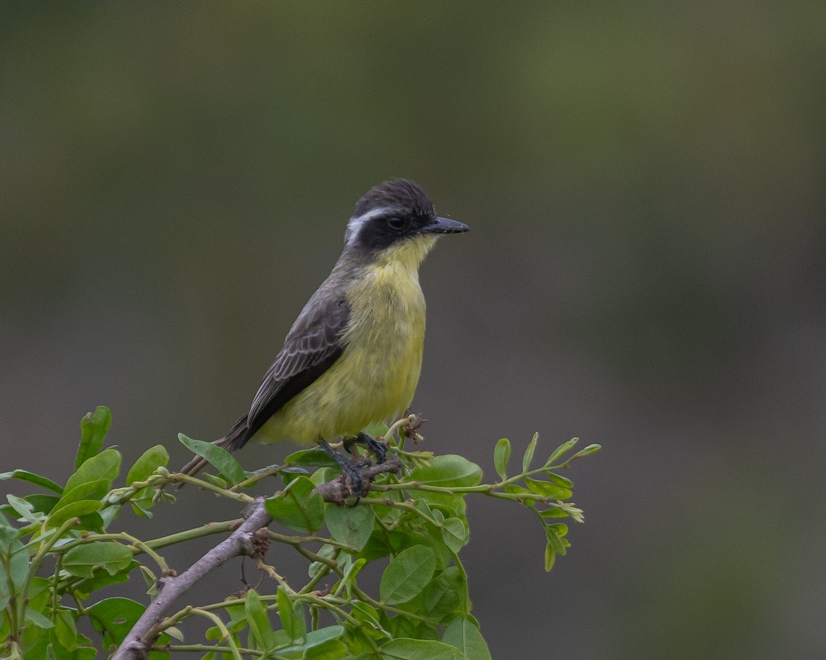 Three-striped Flycatcher - ML487162041