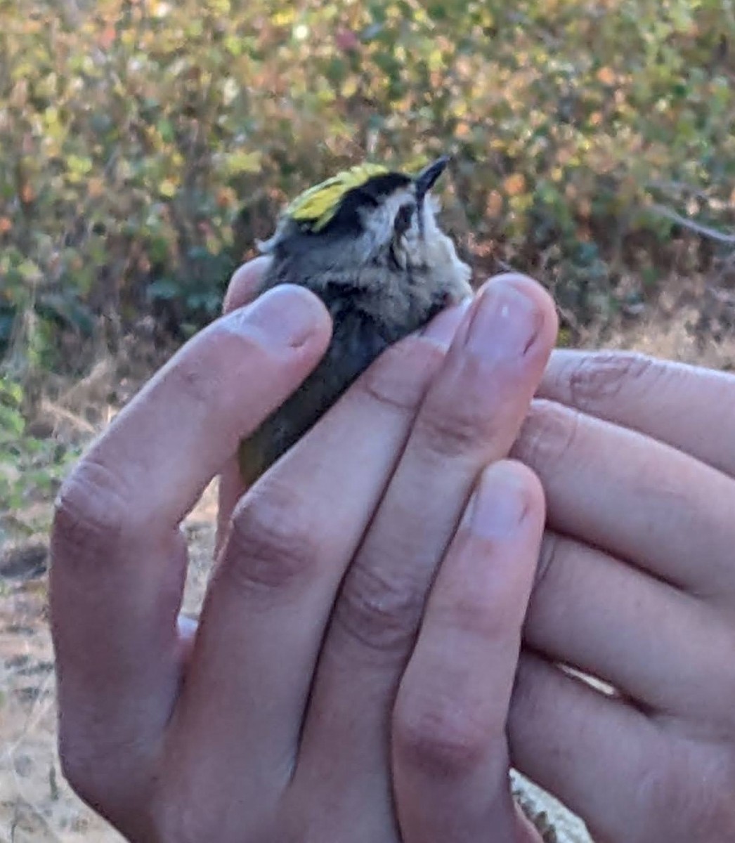 Golden-crowned Kinglet - Peter Olsoy