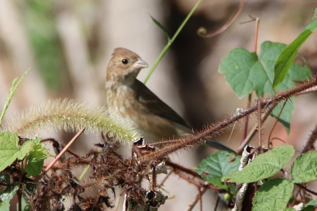 Indigo Bunting - ML487162621