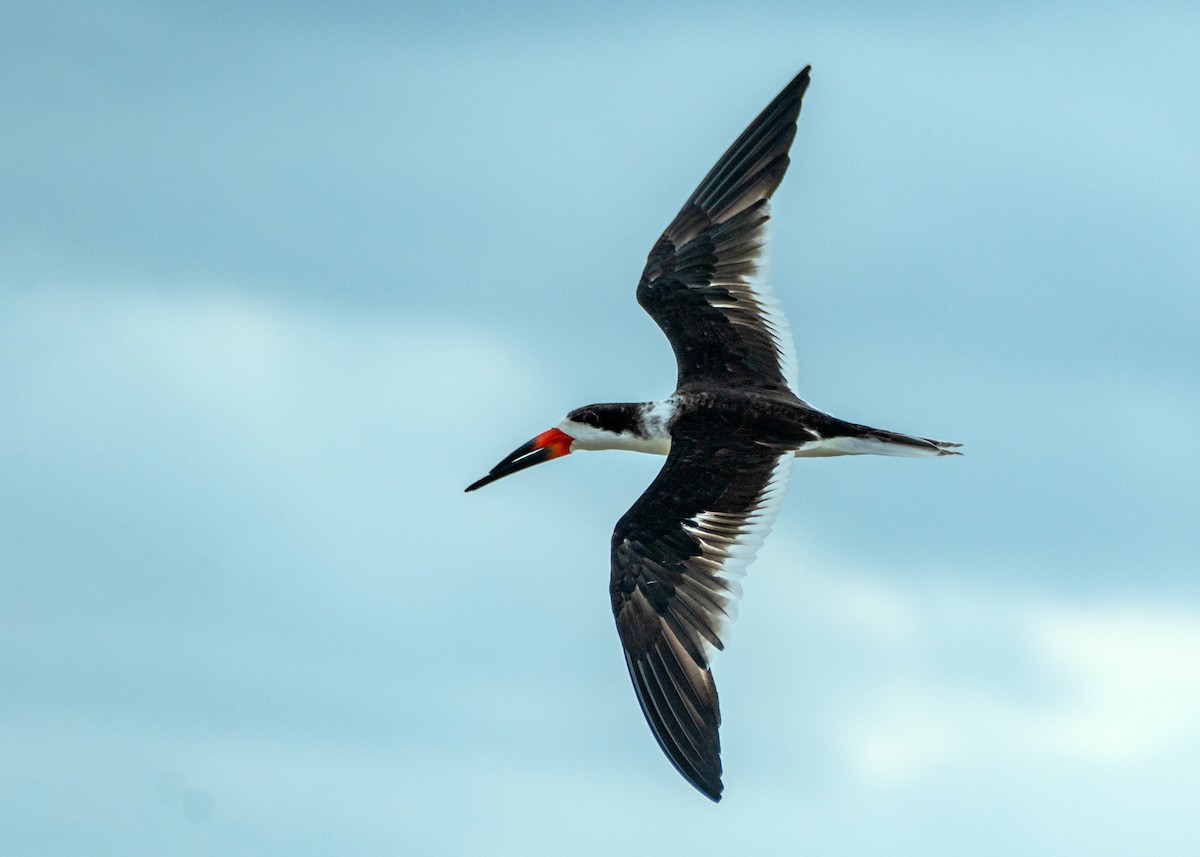 Black Skimmer - Dori Eldridge