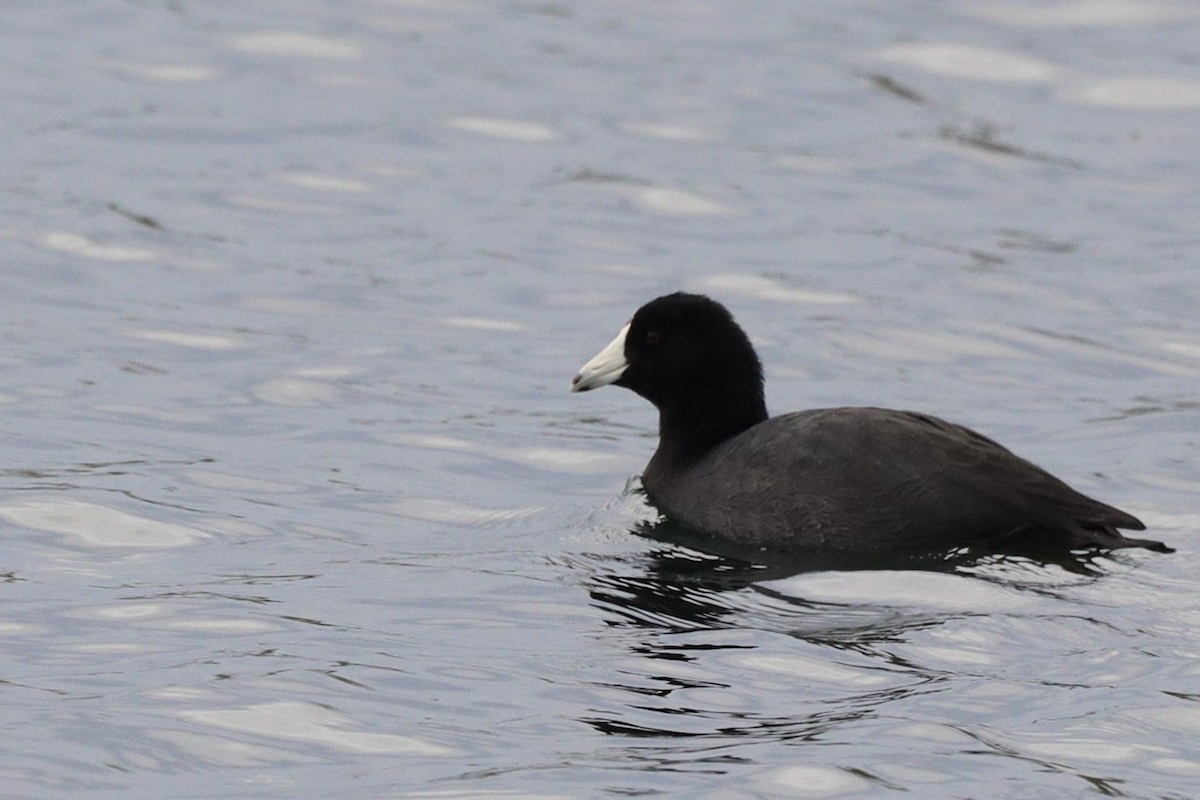 American Coot - ML487166171