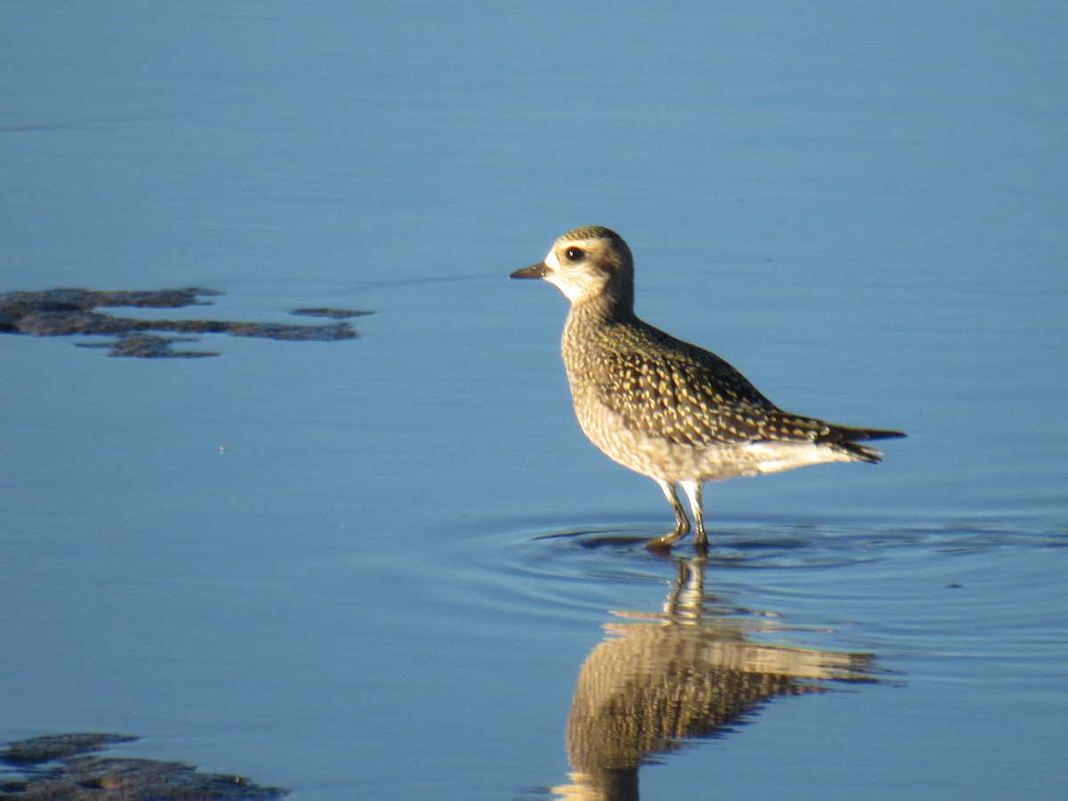 American Golden-Plover - ML487166691