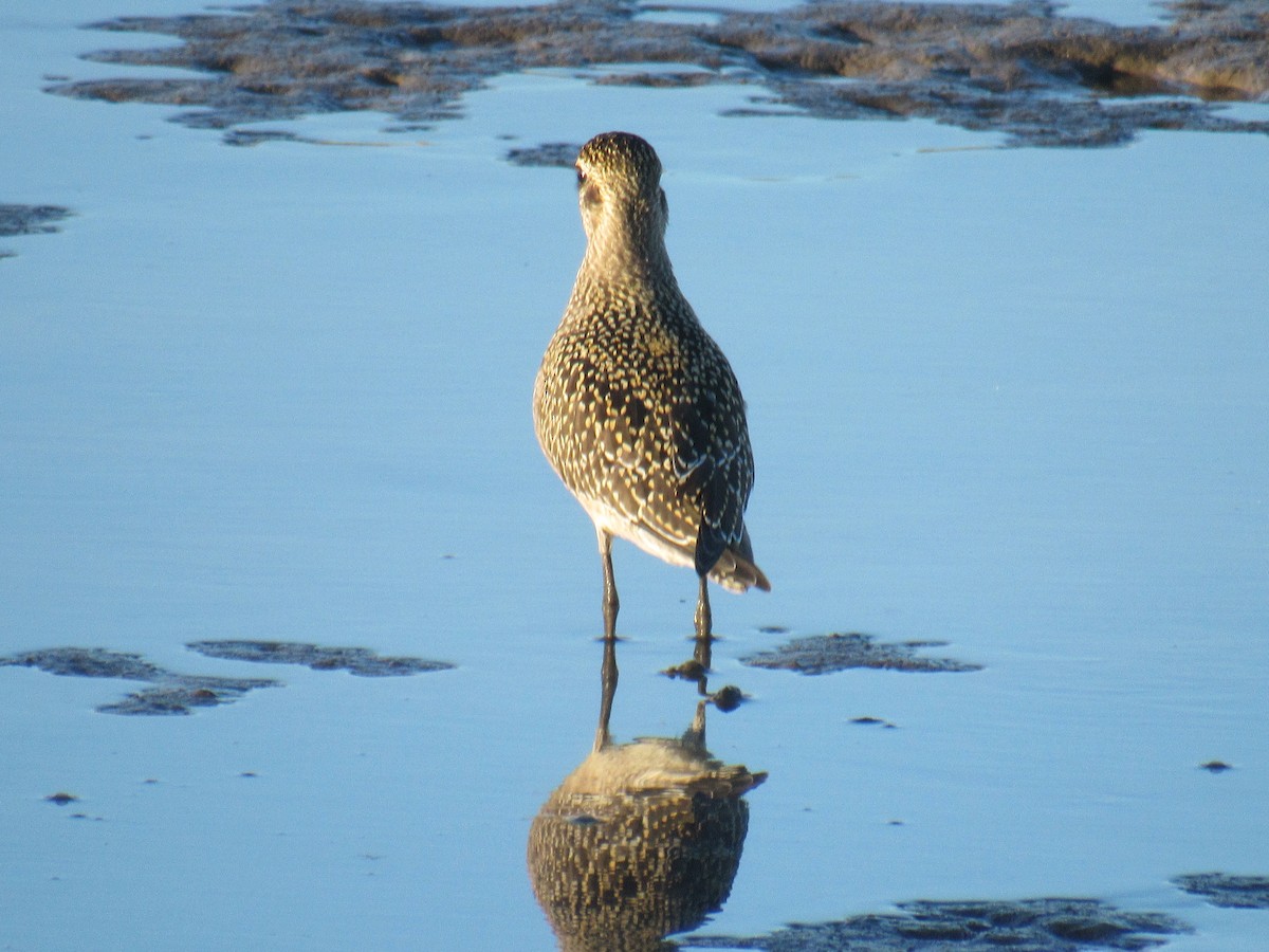 American Golden-Plover - ML487166701