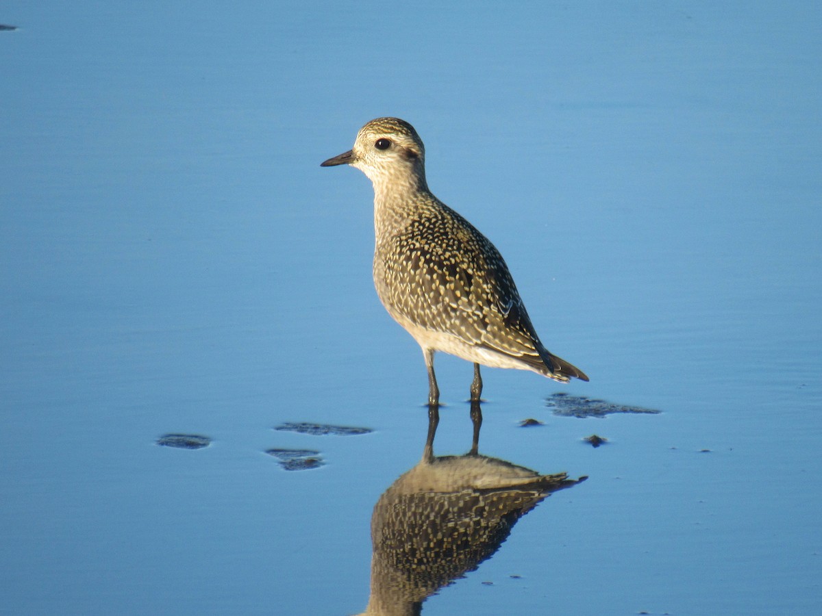 American Golden-Plover - ML487166711