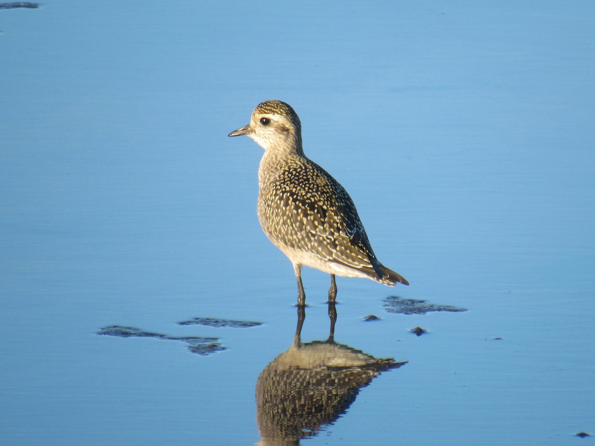 American Golden-Plover - ML487166721