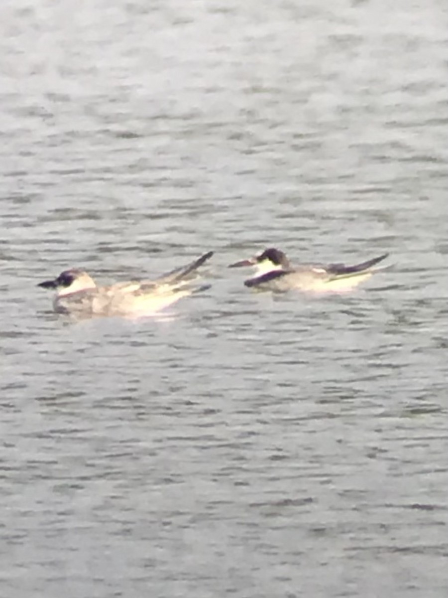 Common Tern - ML487166811