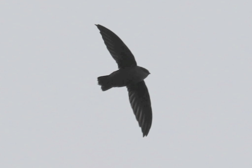 Chimney Swift - ML487167041