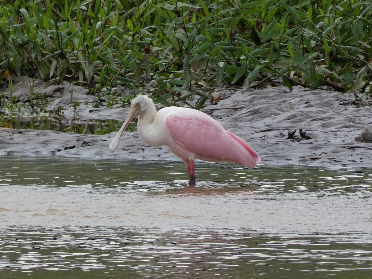 Roseate Spoonbill - ML487167171