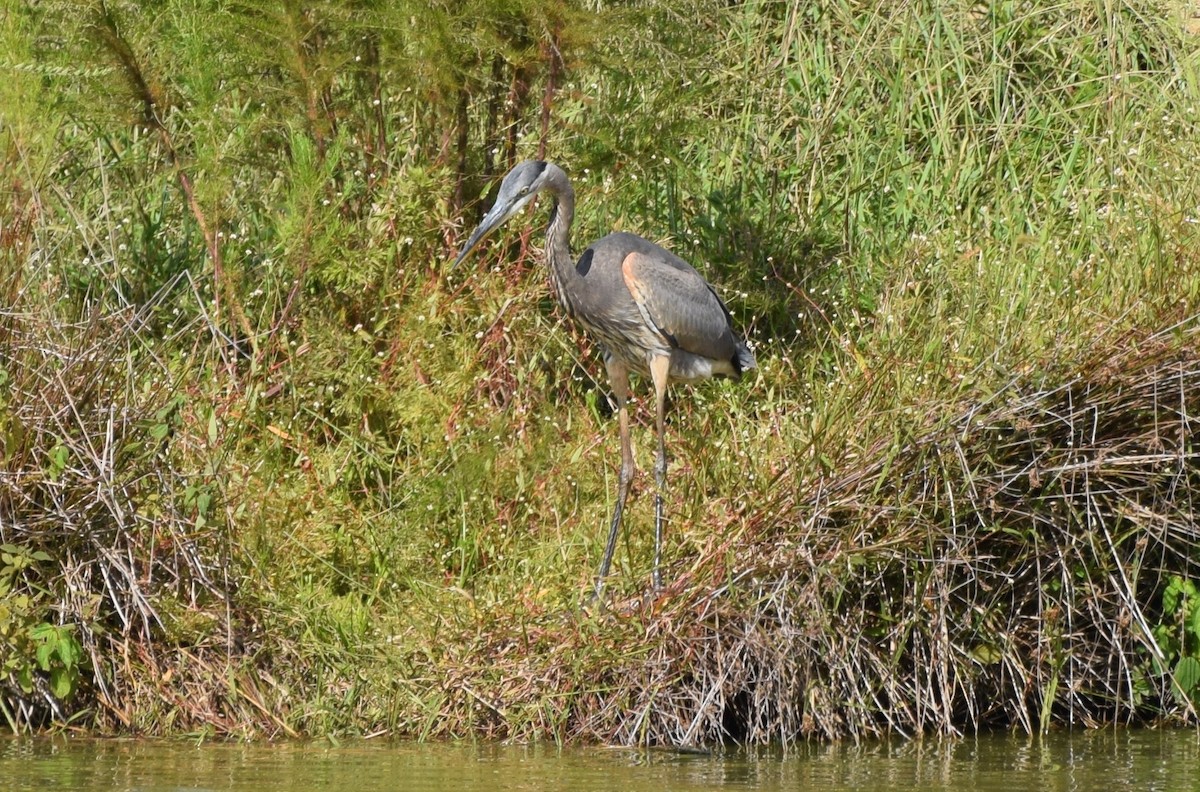 Great Blue Heron - ML487168831