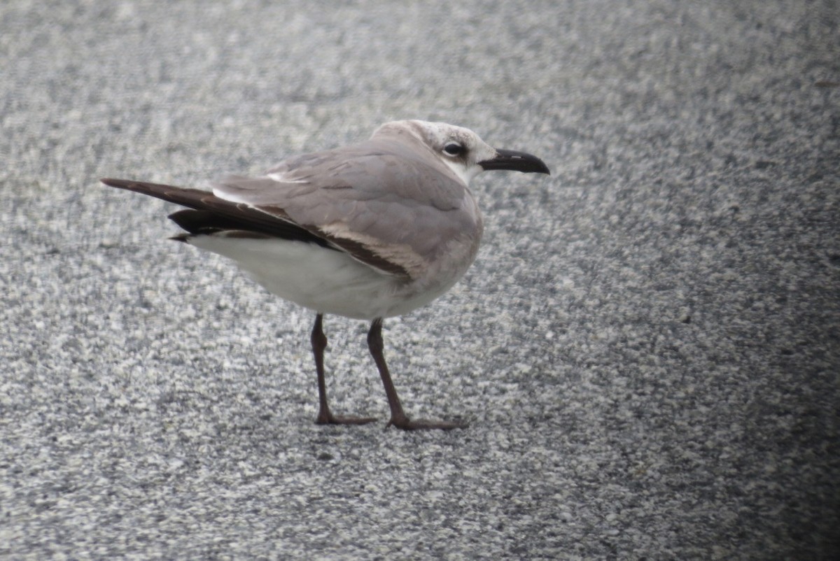 Laughing Gull - ML48717001