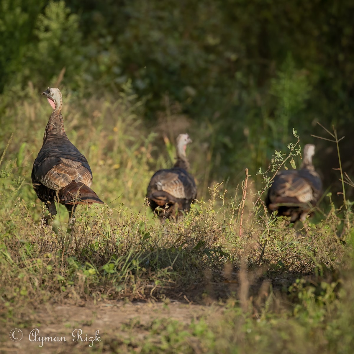 Wild Turkey - ML487170101