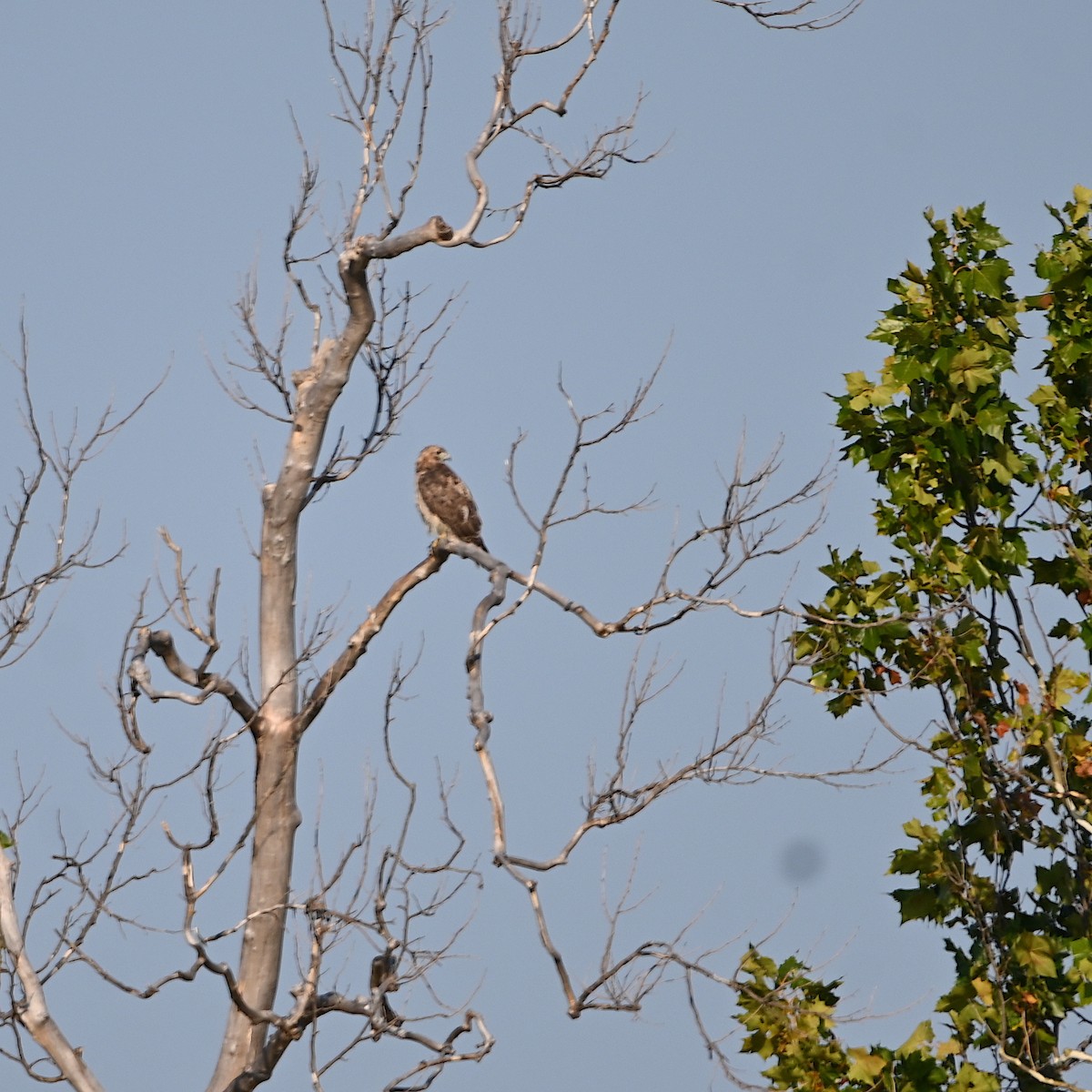 Red-tailed Hawk - ML487172171