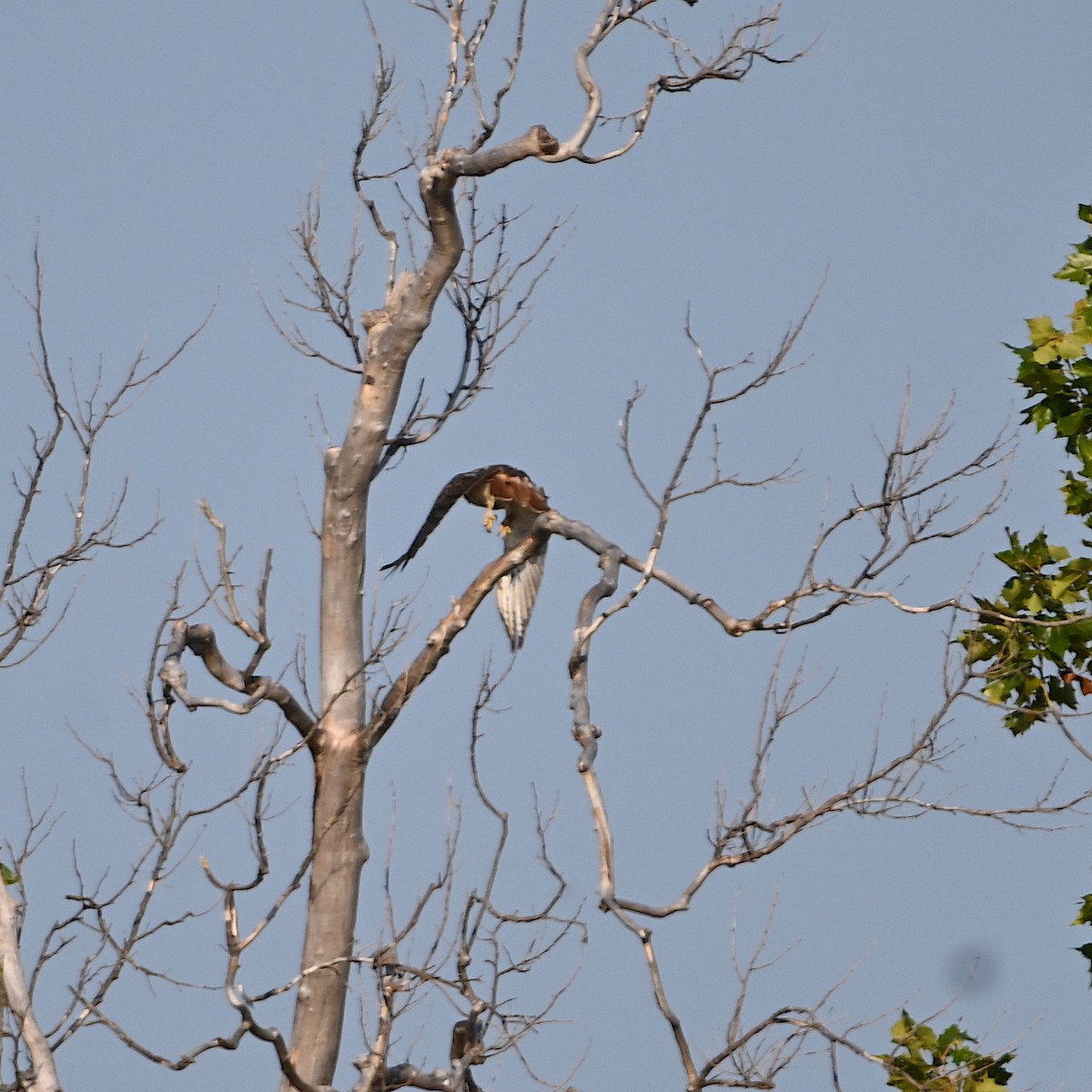 Red-tailed Hawk - ML487172281