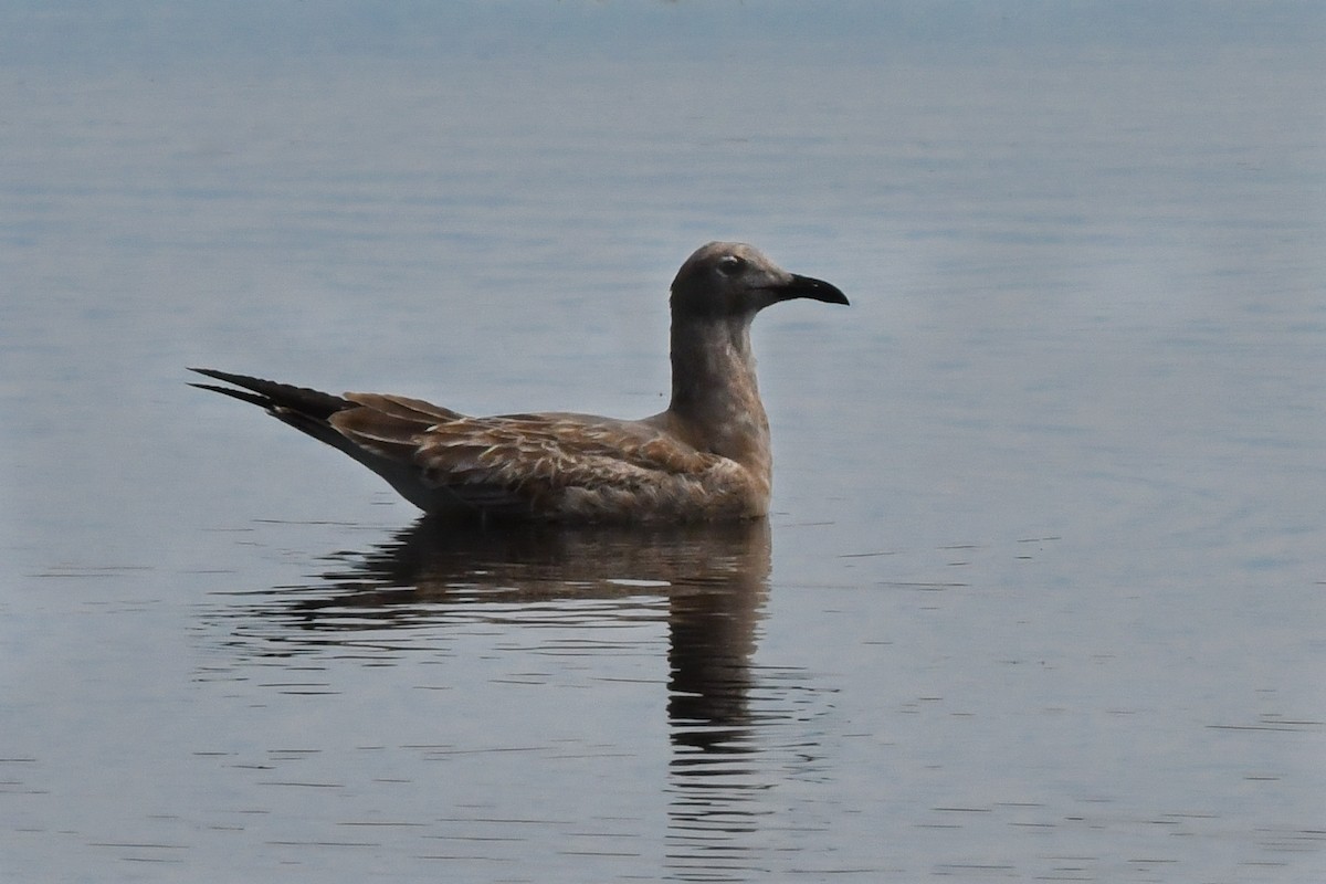 Mouette atricille - ML487173651