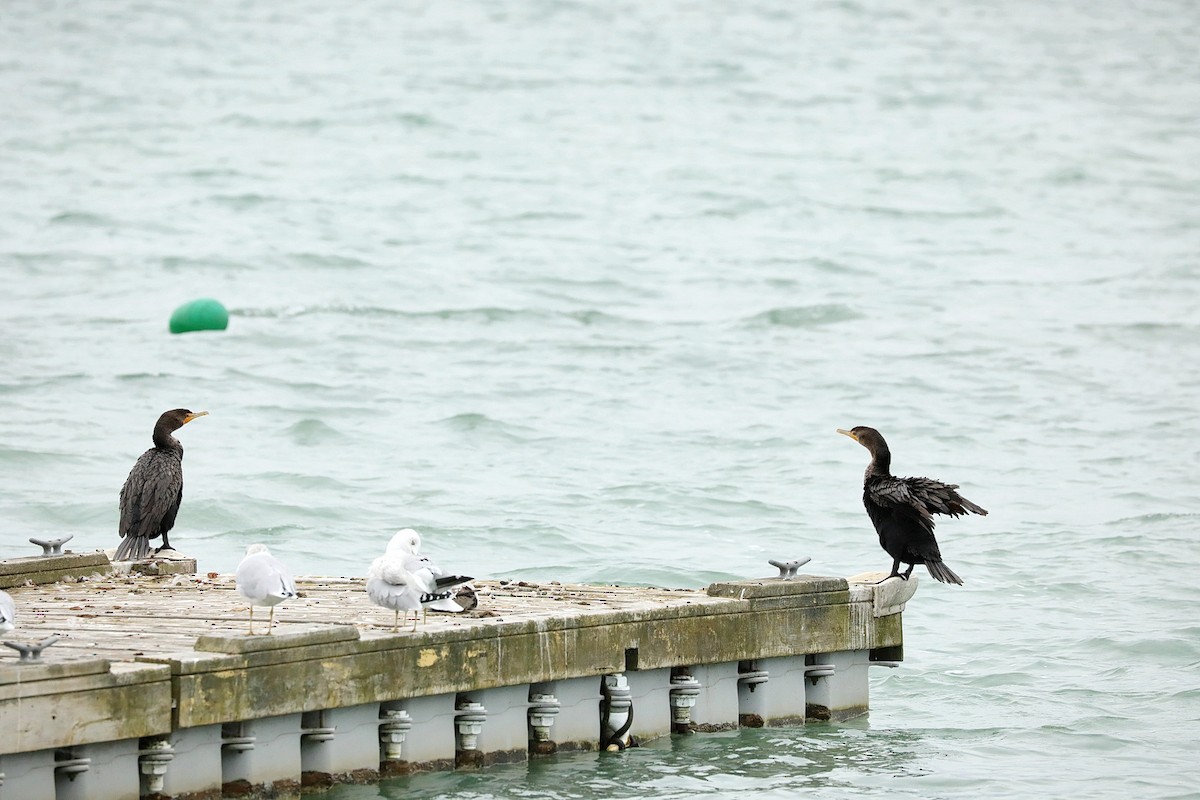 Double-crested Cormorant - ML487176321