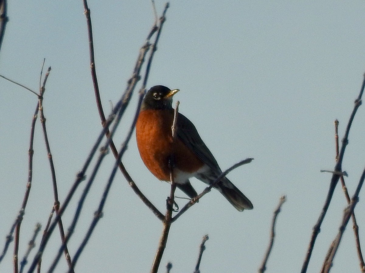 American Robin - ML48717661