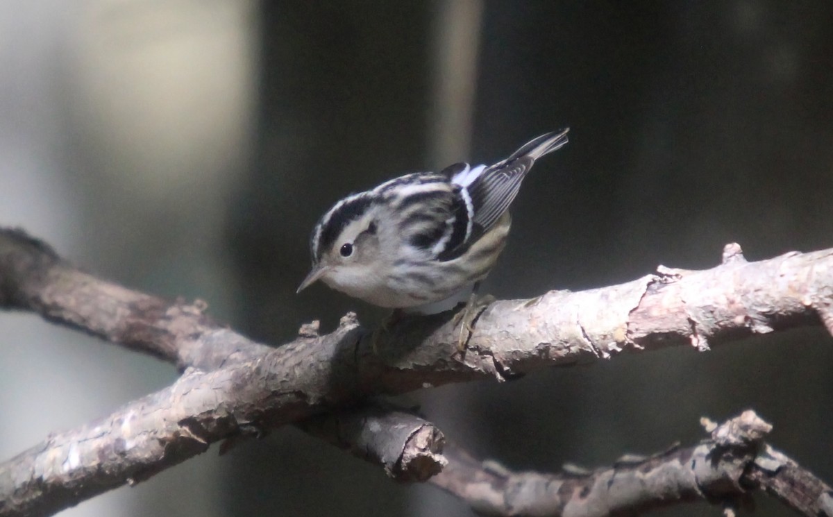Black-and-white Warbler - ML487177251