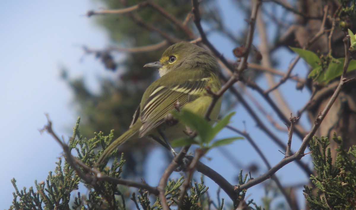 Weißaugenvireo - ML487177341