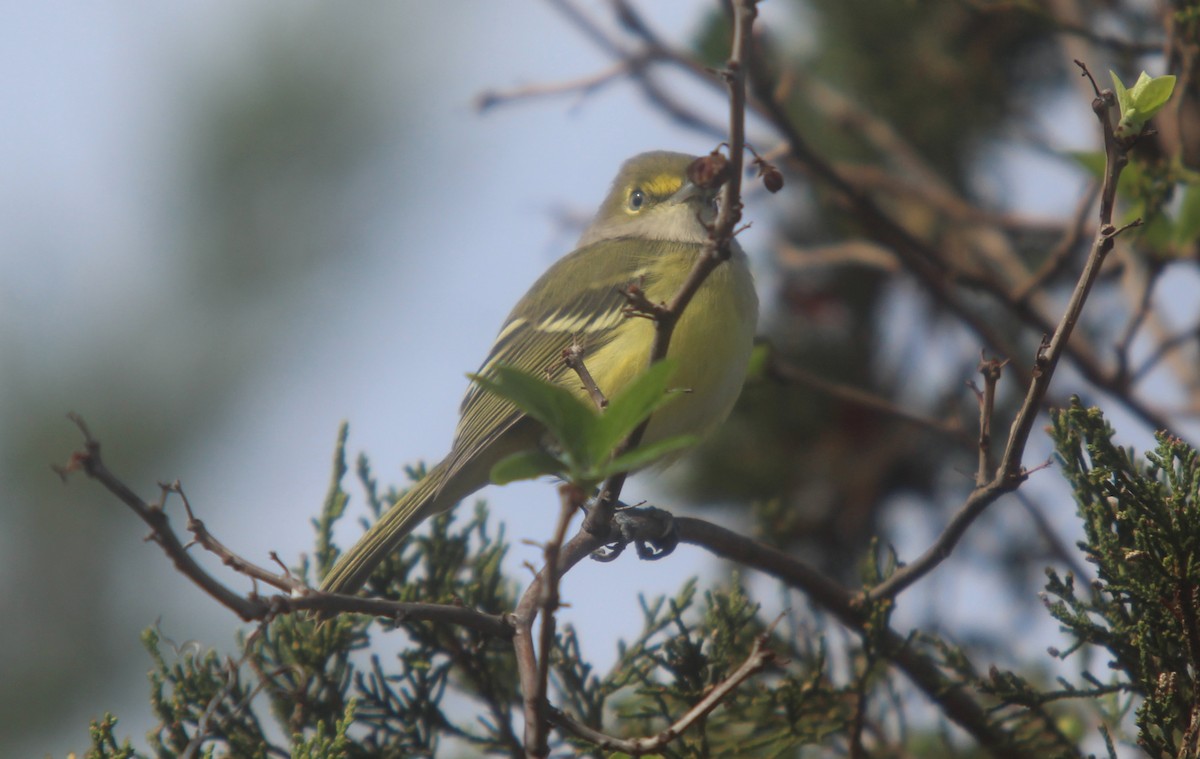 Weißaugenvireo - ML487177351