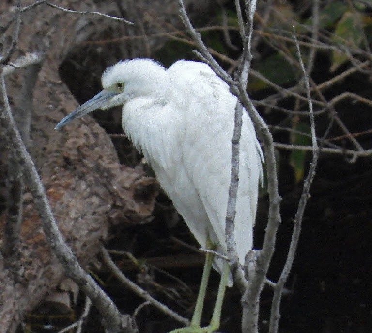 Little Blue Heron - Jock McCracken