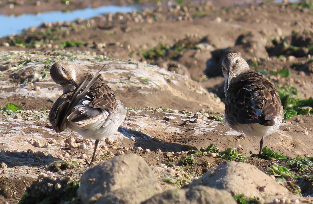 Baird's Sandpiper - ML487179901