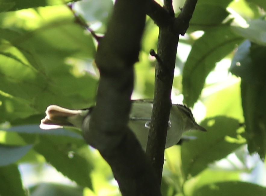 Red-eyed Vireo - Vikas Madhav Nagarajan